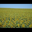 … und Sonnenblumenfelder